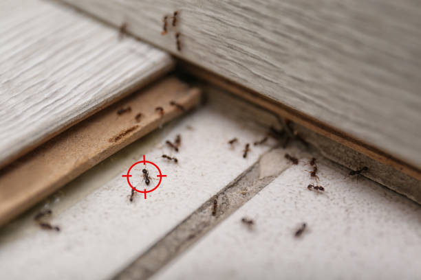 Best Bed Bug Extermination  in Flora, MS