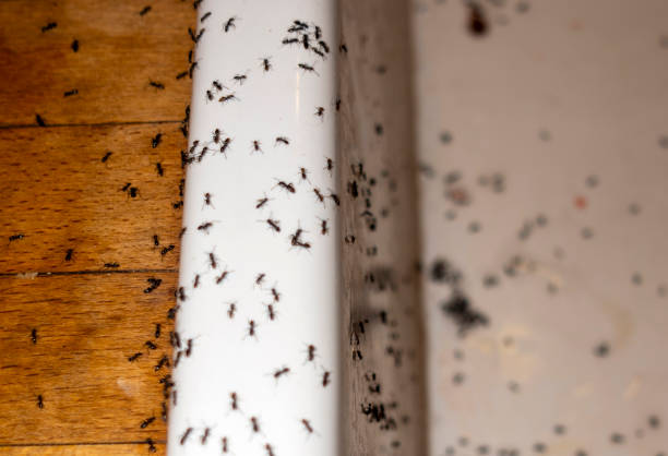 Best Pest Control Near Me  in Flora, MS