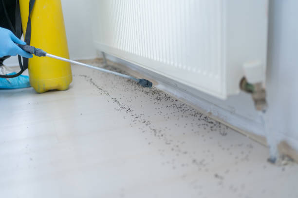 Wasp Removal Services in Flora, MS